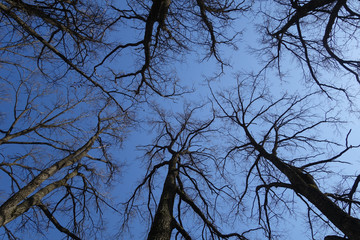 Trees without leaves down up low angle view