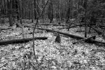 Fallen trees in wood in black and white