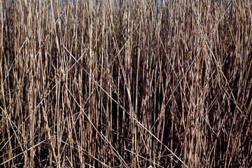 Dry reed texture. Natural background