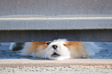 A small dog looks out from under the locked gate into the street and barks at passers-by. A little guard dog. Cute Spitz.