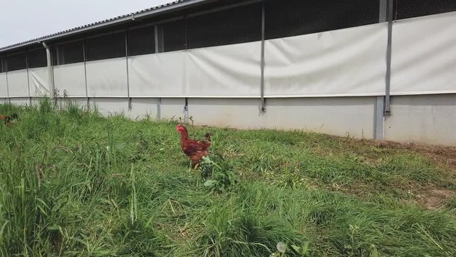 poule poulet volaille elevage bio plein air environnement 