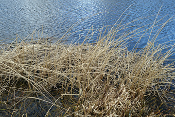 Fototapeta na wymiar Dry reed and lake water. Natural background