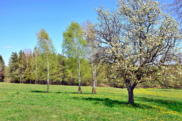 Blossoming tree in spring on field with yellow dandelions and blue sky