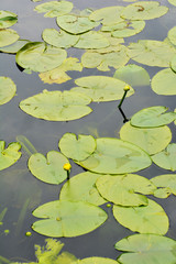 Gelbe Seerosen, Knospen, Botanischer Garten in G&uuml;tersloh