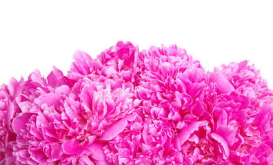 Beautiful pink peonies.