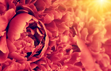 Flower and beautiful petals.