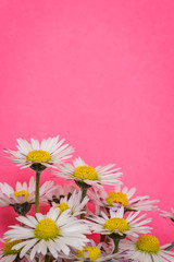 group of little daisy flowers on bright pink color background closeup with copy space