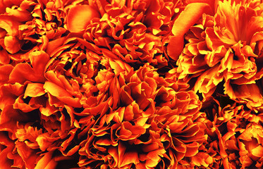  Abstract orange flower