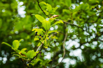 Ripe black berries on the bird cherry tree in the garden. Selective focus.