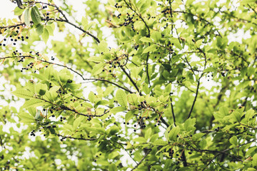 Ripe black berries on the bird cherry tree in the garden. Selective focus.