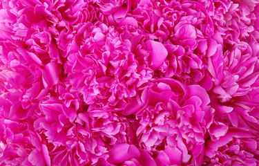 beautiful pink peony flower