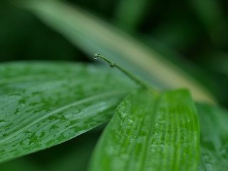 green leaf with dew drops