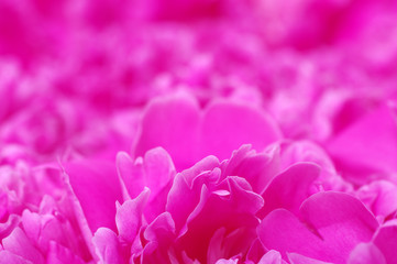 beautiful pink peony flower