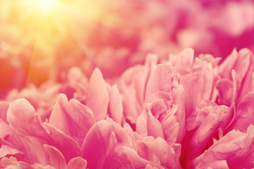 Pink peony flower petal background