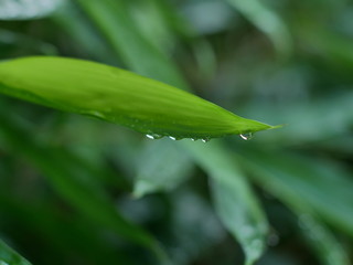 dew on a bamboo leaf