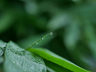 dew on a bamboo leaf