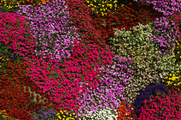 flowers background bright and colorful