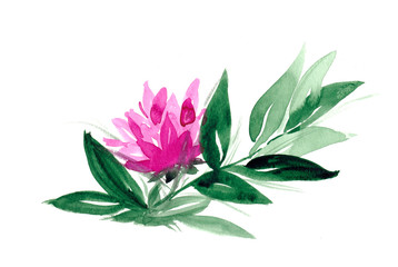 watercolor pink lotus flower isolated on white background