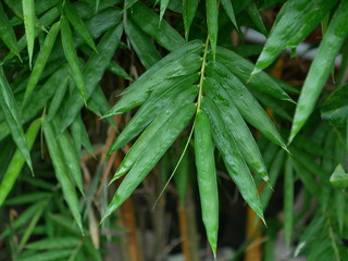 bamboo green leaf with water drops