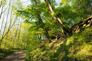 Panorama of a beautiful and peaceful outdoor morning scene with sunshine forest trees in a wild wood nature. Green forest in spring with bright sun shining through the trees, near Weinheim in Germany