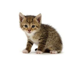 Cute tabby kitten isolated on white