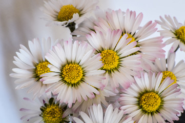 Very close up of little daisies flowers on white color background