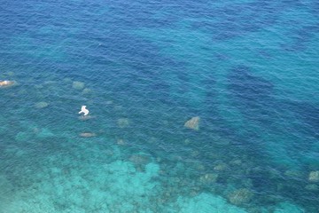 Naklejka premium Seagull flying over the sea Sella del diavolo Cagliari