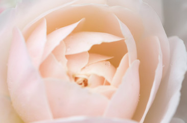 Romantic background, delicate cream pink roses flowers close-up.