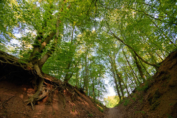 Panorama of a beautiful and peaceful outdoor morning scene with sunshine forest trees in a wild wood nature. Green forest in spring with bright sun shining through the trees, near Weinheim in Germany