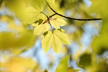 Sycamore maple leaves in the forest