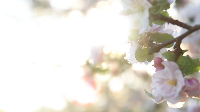 Beautiful apple tree blossom in spring on blurred light background. Blooming garden