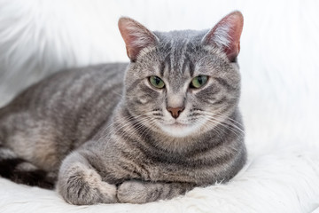 Obraz na płótnie Canvas Kitten rest in plaid on gray background