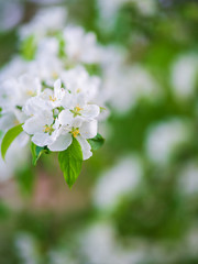 Spring blooming in the orchard background