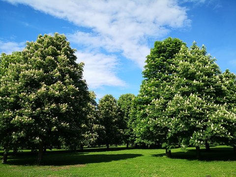 Kastanienb&auml;ume