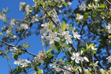 blossoming apple tree