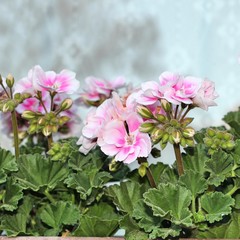 Fototapeta premium Pink flowers