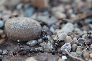 Black ants on the land close up