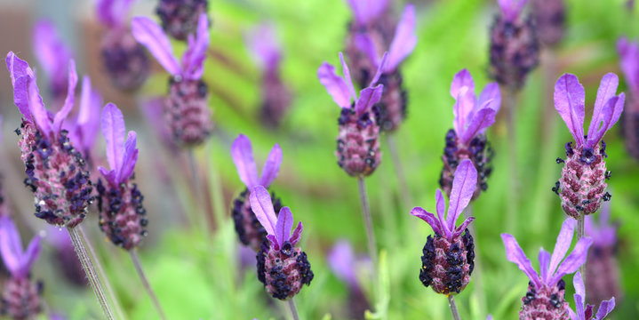Butterfly lavender or lavendula in the field and single shot. with purple and green backgrounds.