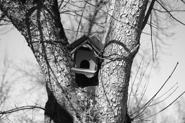 birds tree house