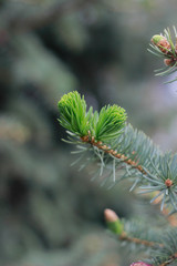 macro tree green needles forest