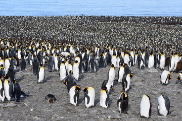 King penguin colony near Saint Andrew's Bay, South Georgia Island