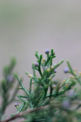 thuja sprout needles berry forest macro