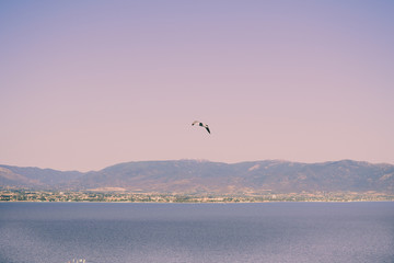 Fototapeta na wymiar Seagull flying in the sky over the sea Sella del diavolo Cagliari. Poetto in background