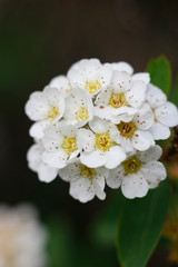 white flowers macro bush plant