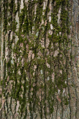 green moss on tree bark background. wood texture with moss. wood patterns