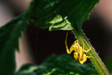 Araignée jaune en train de grimper sur une plante dans le jardin