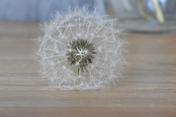 Closeup of a dandelion &ndash; can be used as a background