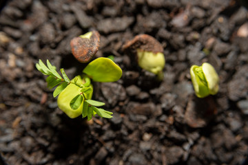 birth of a child flamboiam seed