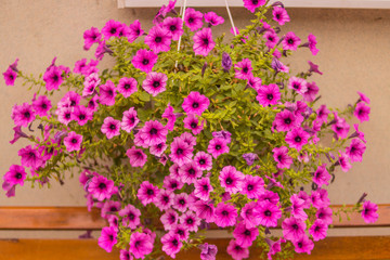 pink flowers on the wall