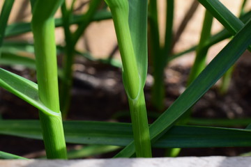 Fototapeta na wymiar Czosnek rosnący w ogrodzie wiosną